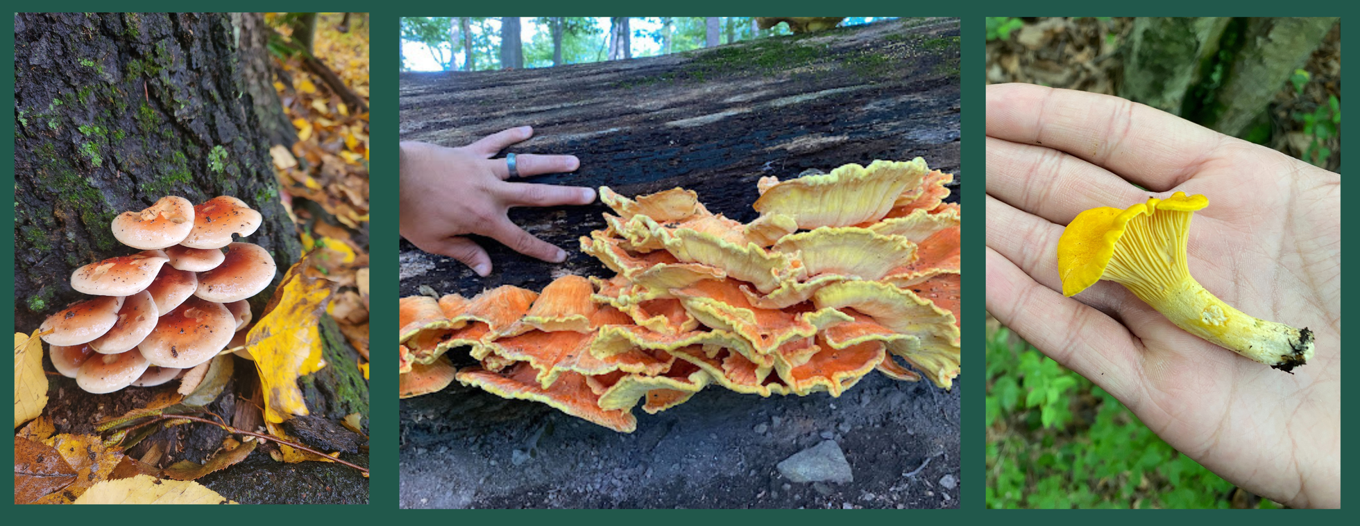 Beneath the Canopy: Mushrooms, Trees & Forest Connections